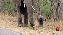 Mother Elephants Protects Calf From Tourists