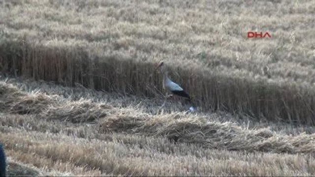 Çanakkale Biçerdöver Biçti, Leylek Karnını Doyurdu