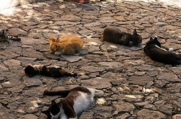 사설토토 ギ Supercar123.Com 가입코드6623 토토분석