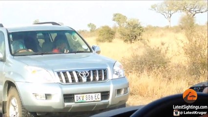 Cheetah Kills Male Impala Right Next to Road
