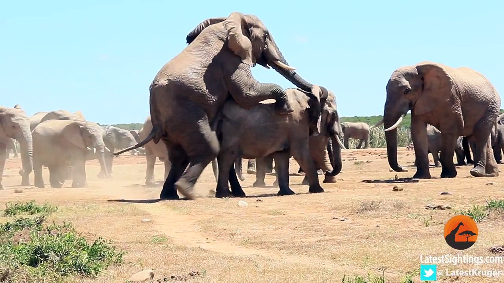How Do Elephants Mate Video