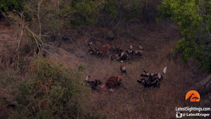 Wild Dogs Attack Spotted Hyenas to Defend Their Kill