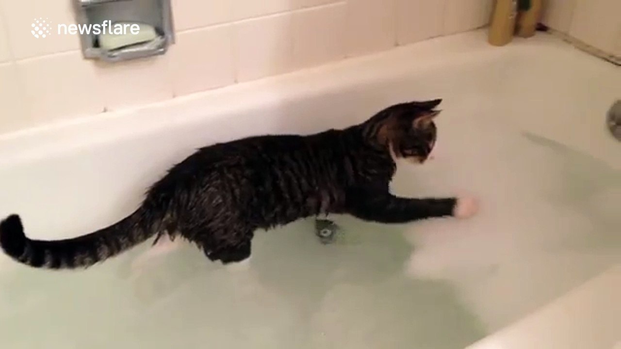 Cat attacks bubbles in bath video Dailymotion