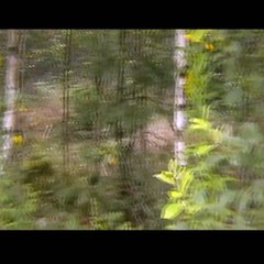 Saab J29F Tunnan 15-8-2009 Viared  Borås