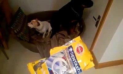 Ces 2 chiens sont COUPABLES!!!!!! ahaha