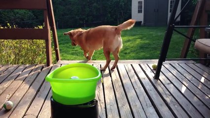 Ce chien a trouvé un nouvel ami! Trop mignon...