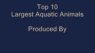 Top 10 Largest Aquatic Animals