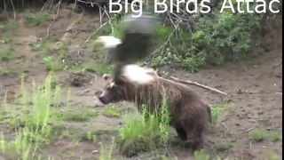 Animals Attack  _ Big Birds Attack ( Funny Animals)