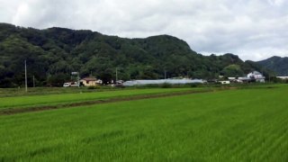 Sake Rice Fields - Ninohe, Iwate prefecture (07/24/2015)