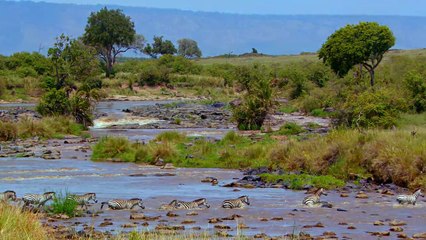 African Cats: Official Trailer 2