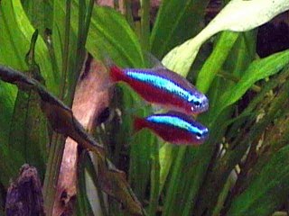 Paracheirodon axelrodi 5cm 2009 04 10