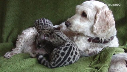 Dog Adopts Genets and Produces Milk for Them