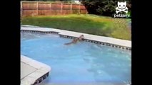 Ce chien est pris au piège dans une piscine, et manque de se noyer – mais regardez bien ce que sa mère va faire !