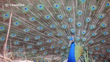 Amazing peacock puts on performance to attract mate in India