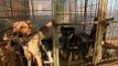 23 dogs bred for meat rescued from South Korea