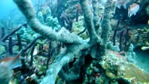 Diving in Chatham Bay January 2016 |  Caribbean Crewed Yacht Charters - BlueScape