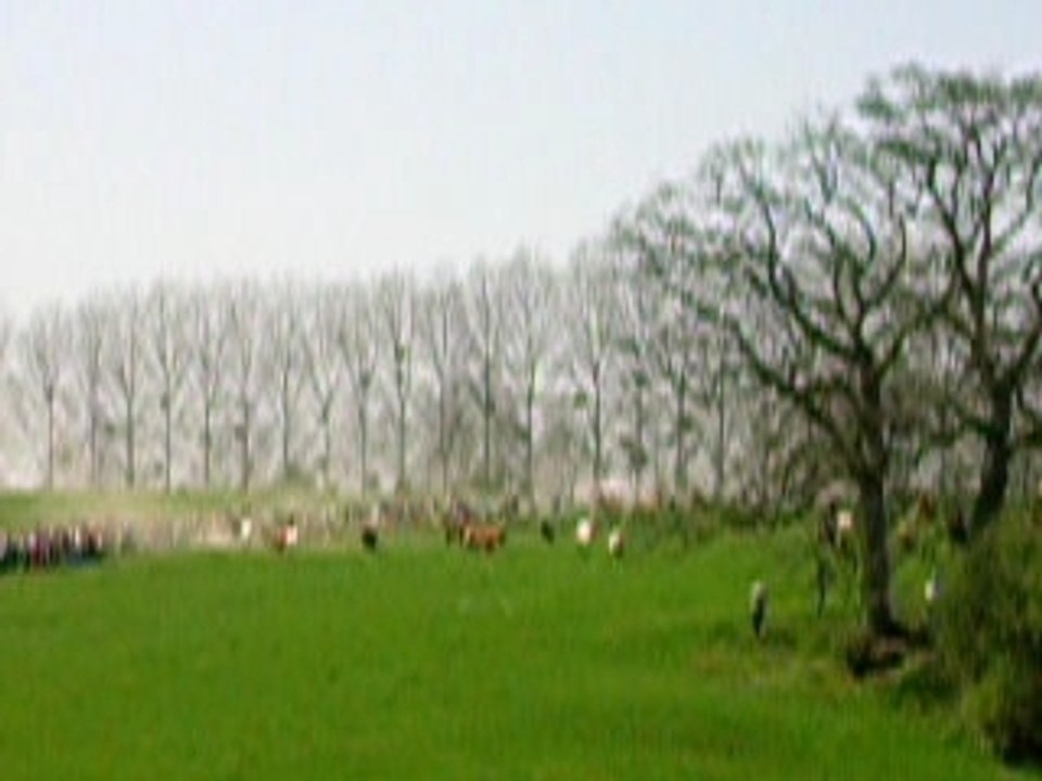 Laché de poneys a BOIS GUILBERT