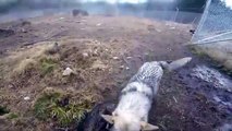 Wolf Dogs Welcome Their Owner With Excited Howls And Kisses