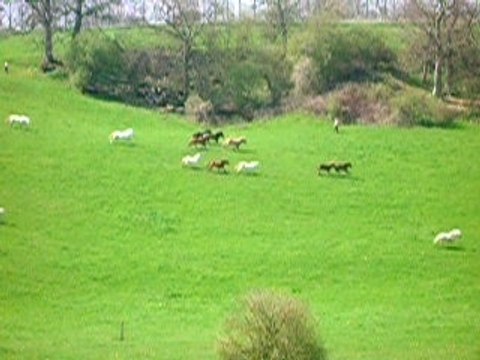 laché de poneys de Bois-Guilbert