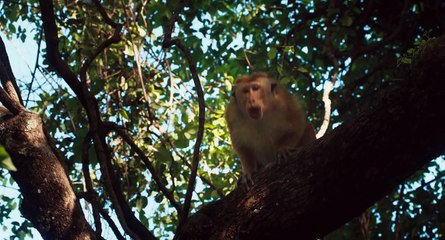 Disneynature's Monkey Kingdom - Official Trailer