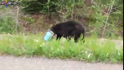 Ayı İçin Kurtarma Operasyonu