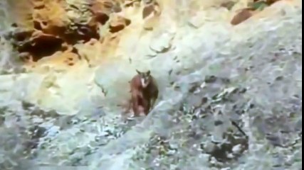 Most Amazing Wild Animal Attacks - Eagle Vs Wolf, Deer, Snake, Human