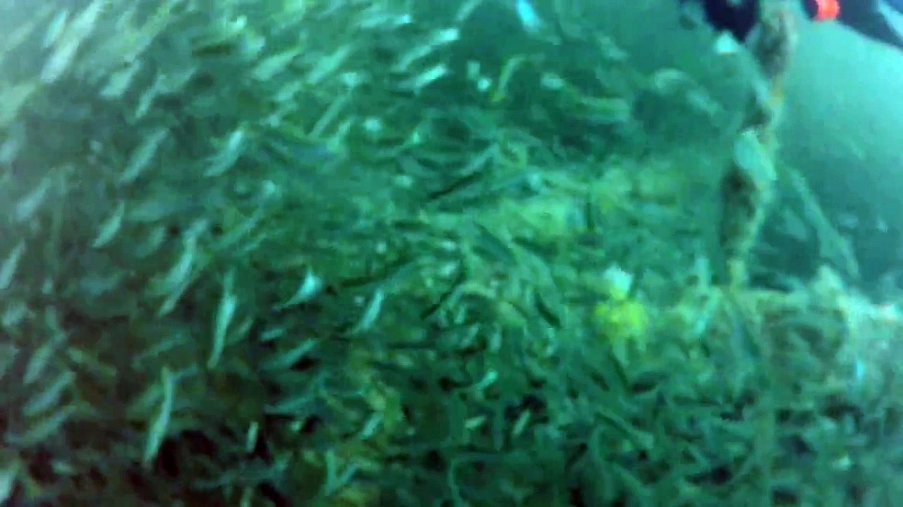 Dive off of Tarpon Springs - Shrimp Boat Wreck - 10/29/2013