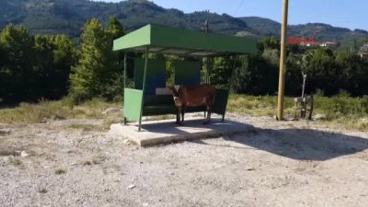 Düzce'de Sıcak Hava Asfalt Eritti