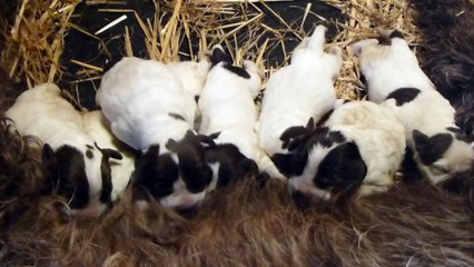 les bébes griffons kortals des baies picardes nés le 11 juin 2016