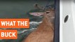 Fishermen Save Deer From Middle of Ocean | Deer Rescue