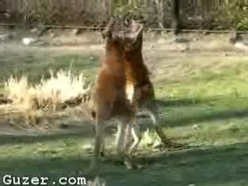 Kangaroos_boxing