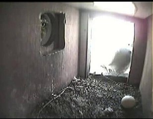 15.  Guess Who's Back Mr. Little-Owl?