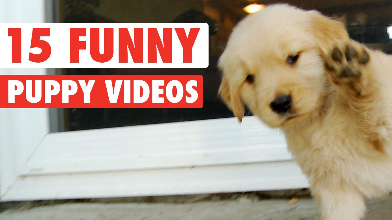 Funny Puppies And Cute Puppy Videos Compilation 2016 [BEST OF] on Make a GIF
