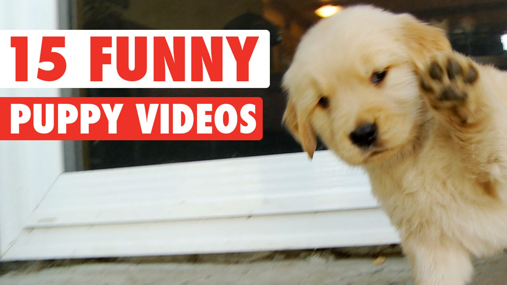 15 Funny Puppy Pet Video Compilation 2016 - video Dailymotion, image size:1920x1080