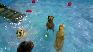 Le retour du chien qui ne savait pas nager