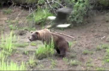 Most Amazing : Eagle Attacks Dog, Bear and Fox with The Power Talon -1