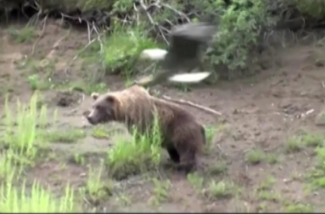 Most Amazing : Eagle Attacks Dog, Bear and Fox with The Power Talon -1