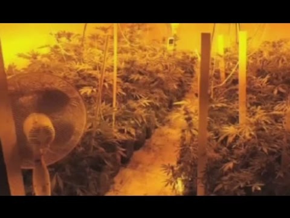 Monreale (PA) - Coltivavano marijuana in un casolare, arrestati padre e figlio (21.06.16)