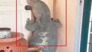 Man Catches Monster Lizard
