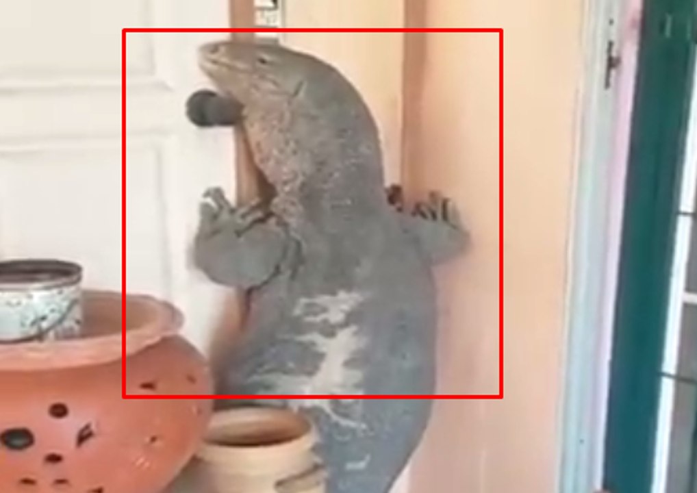 Man Catches Monster Lizard