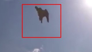 Peregrine Falcon Chases Human Wingsuit Pilot