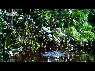 Dünyanın En Zeki Hayvanları.. Belgeseller Dünyası