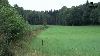 Roebuck Hunting at a nice field - SBTM No.23
