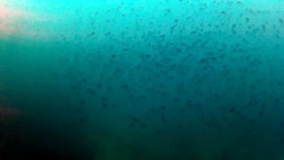 diving at catalina island 2/25/12 (video 4--school of blacksmith fish)
