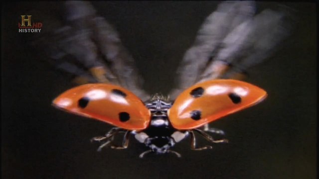 Эволюция. Битва за жизнь 07. Полет