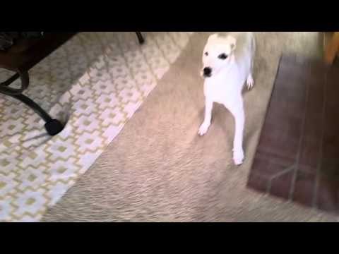Dog Freaks Out as Owner Uses Hoverboard to Vacuum