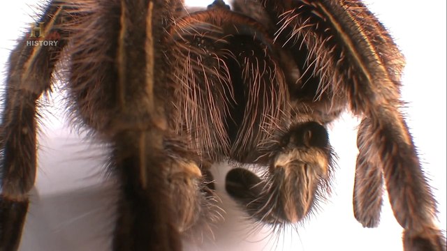 Эволюция. Битва за жизнь 11. Яд