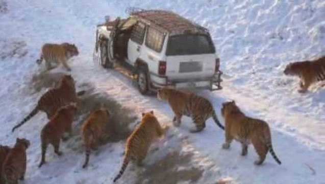 Tigers Feeding At The Harbin Tiger Park In Harbin, China