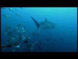 Tiger Shark Destroys Turtle: Shark Week ’07