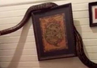 Monster Python Makes Terrifying Morning Visit to Woman's House